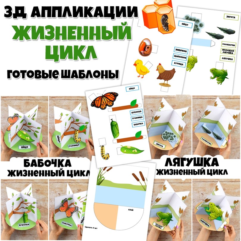3D-аппликации «Жизненный цикл» — PDF-пособие для детсада