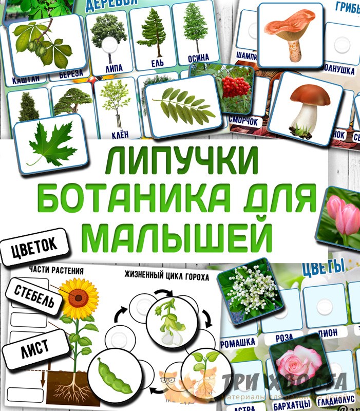 Шаблоны «Ботаника для малышей» — растения и цветы — PDF-пособие для детсада