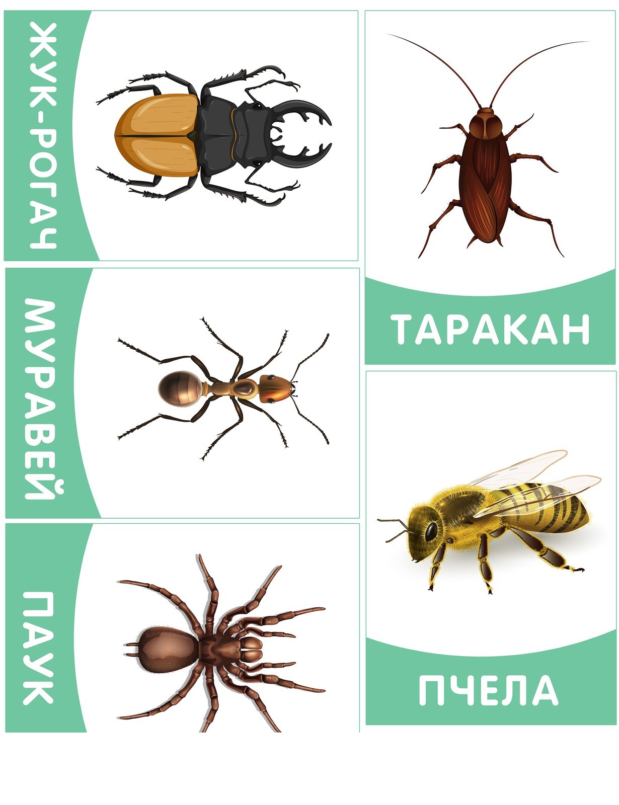 Лэпбук В мире насекомых — 31 карточка и задание для детей 4-7 лет — превью страницы 1