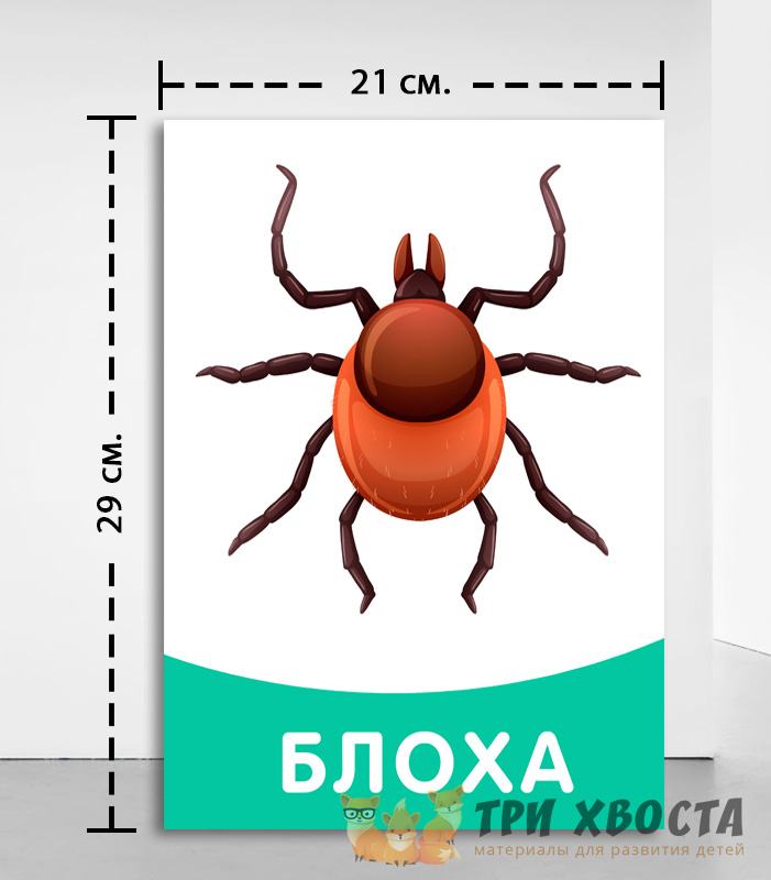 Сборник карточек «Насекомые и пауки» для детсада — превью страницы 3