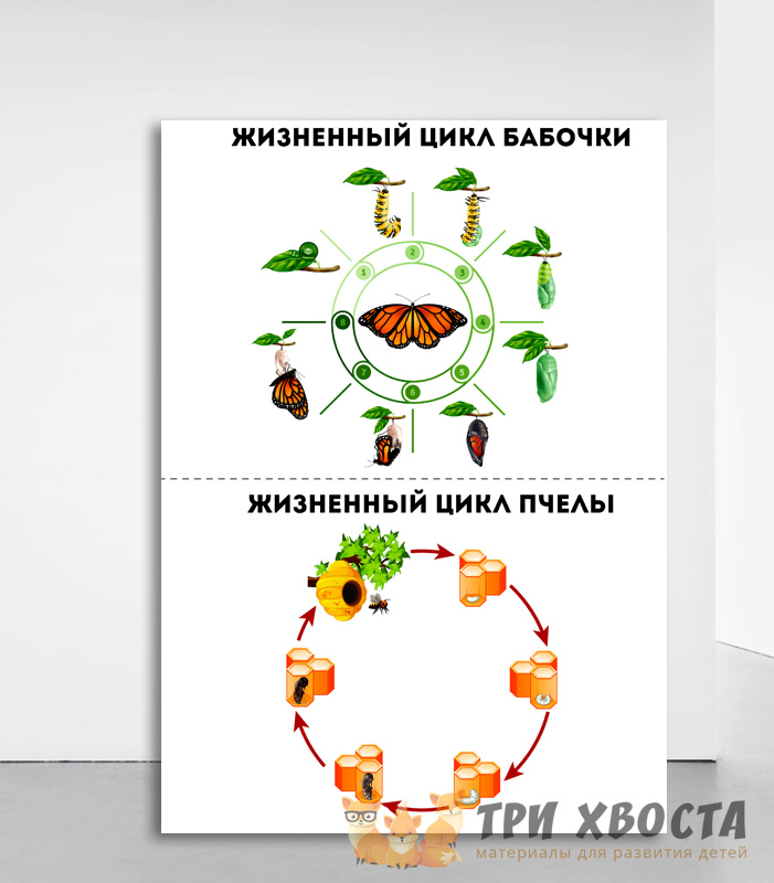 Сборник карточек «Насекомые и пауки» для детсада — превью страницы 5