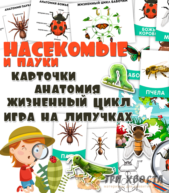 Сборник карточек «Насекомые и пауки» для детсада — превью страницы 2