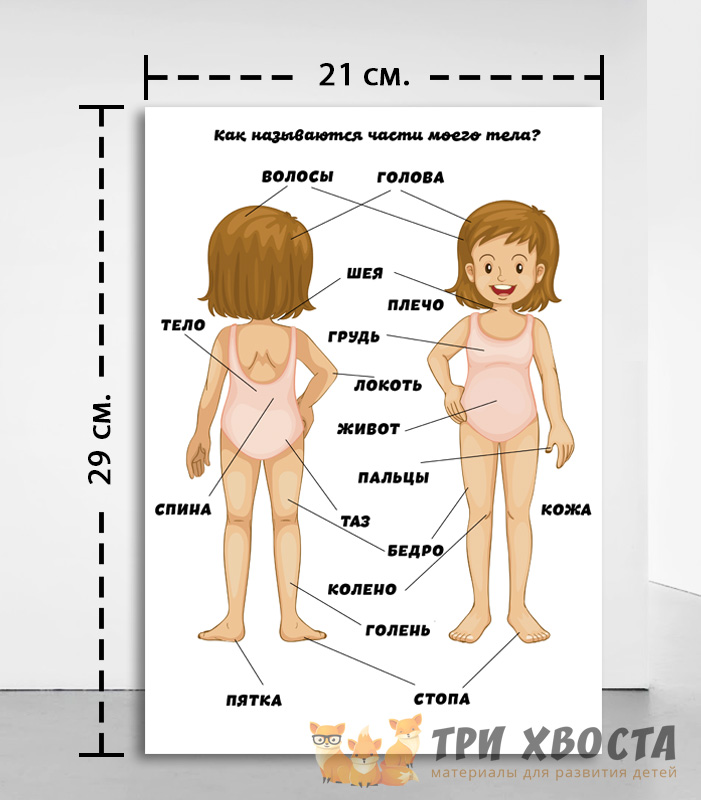 Сборник «Я и моё тело» — анатомия для дошкольников — превью страницы 2