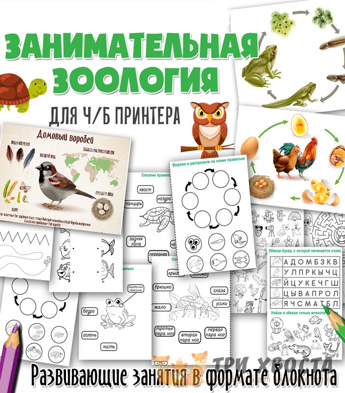 Карточки «Занимательная зоология» — животные и факты — PDF-пособие для детсада